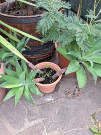 agave