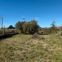 Terreno con olivi e 2 box Bracciano 2
