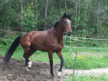 Cavalla purosangue inglese