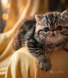 Dolci cuccioli di exotic shorthair