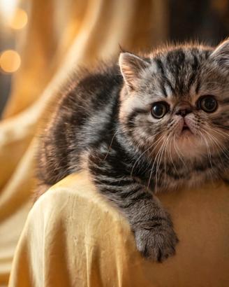 Dolci cuccioli di exotic shorthair