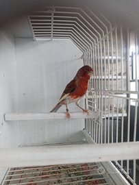 Canarino arlecchino portoghese