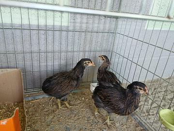 Pulcini Araucana tedesca selvatico melanizzata
