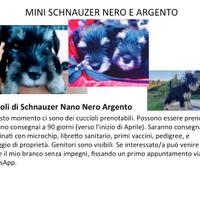 Mini Schnauzer Nero e Argento