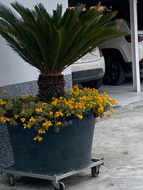 Pianta cycas