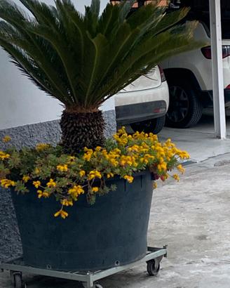 Pianta cycas