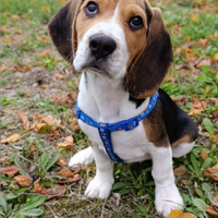 Beagle di razza - 6 mesi