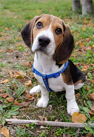 Beagle di razza - 4 mesi