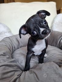 Chihuahua maschietto