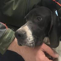 Pointer inglese cucciolo