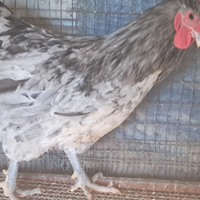 Gallo australorp