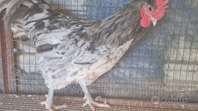 Gallo australorp