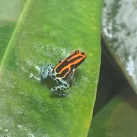 Ranitomeya amazonica "Iquitos", dendrobates