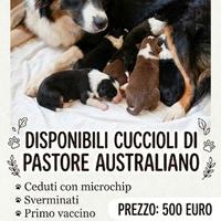 Pastore australiano