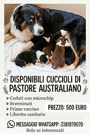 Pastore australiano