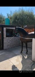 Cavalla andalusa