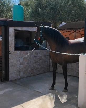 Cavalla andalusa