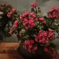 I fiori sono sbocciati.