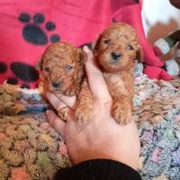 Barbonino Toy con Pedigree Enci