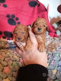 Barbonino Toy con Pedigree Enci