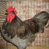 Gallo australorp blu o nero
