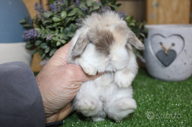 Coniglio ariete nano e minilop
