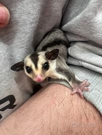 Baby Petauri dello zucchero