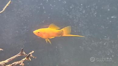 Pesci Portaspada e Guppy