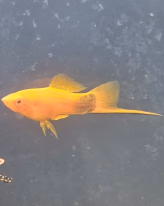 Pesci Portaspada e Guppy
