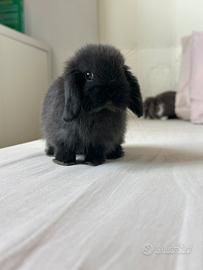 Cuccioli di Minilop