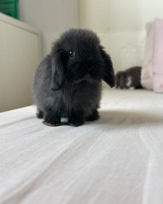 Cuccioli di Minilop