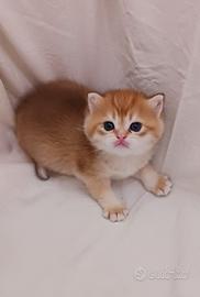 British Shorthair Golden ny12