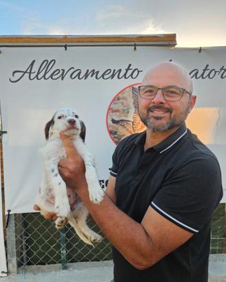Setter inglesi 60 giorni