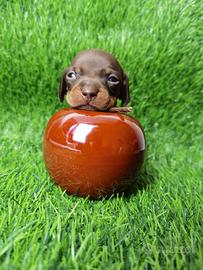 Cuccioli Bassotto KANINCHEN NANO Pedigree ENCI