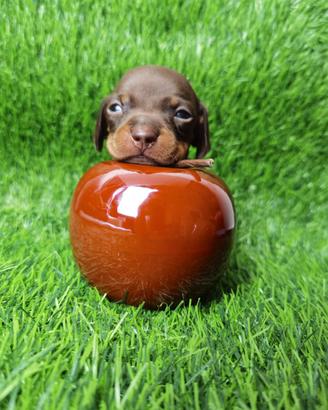 Cuccioli Bassotto KANINCHEN NANO Pedigree ENCI