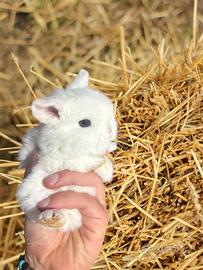 Conigli nani ariete minilop