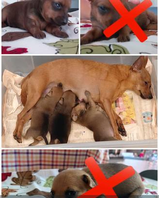 Pinscher Toy 