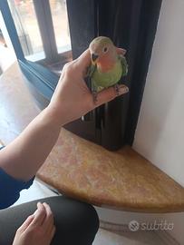 Pappagalli inseparabili