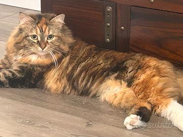 Siberiano colore torti