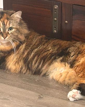 Siberiano colore torti