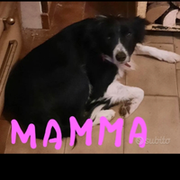 Cuccioli border collie