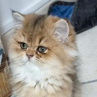Cuccioli british longhair