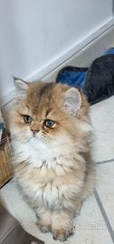 Cuccioli british longhair