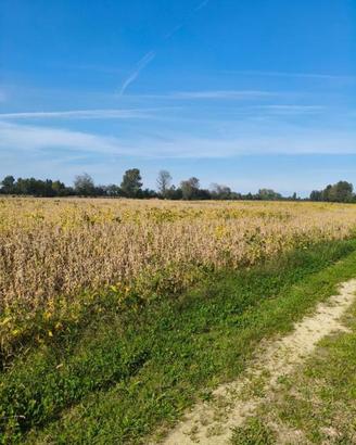 Terreno di 57000 m² a Saccolongo