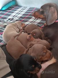 cuccioli di bassotto