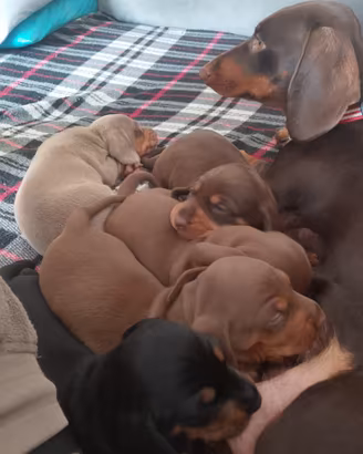 cuccioli di bassotto