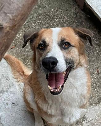 Cane meticcio
