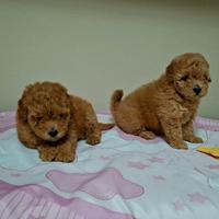 Femminuccia albicocca barboncino toy