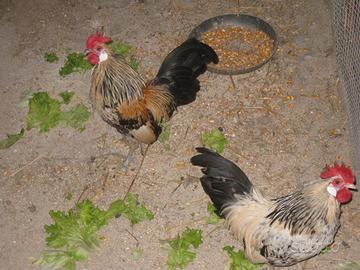 Galletti Americani