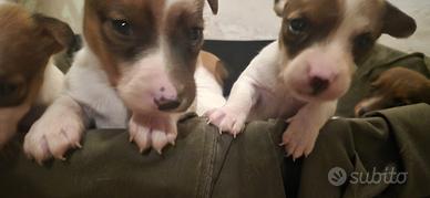 CUCCIOLI JACK RUSSEL